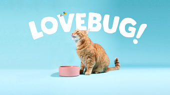 Lovebug