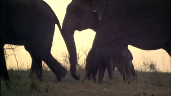 World Animal Protection