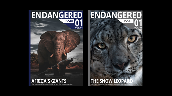 Magazine Cover & Layout Designs