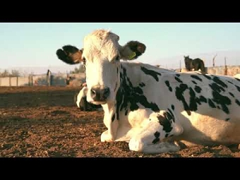 Lives Not Livestock Campaign