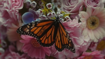 2025 The Iconic - Social Butterfly