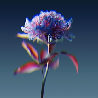 Forever Blooms