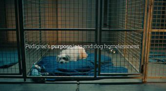 Adoptable. By Pedigree.