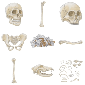 The Bare Bones
