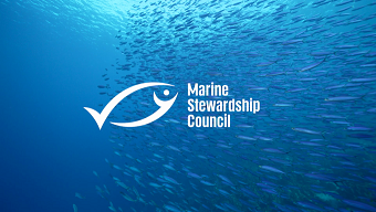 A connected brand platform and modern identity for the Marine Stewardship Council