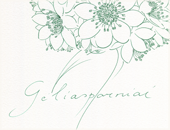 GĖLIASPARNIAI