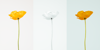 Botanicals