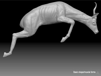 Springbok