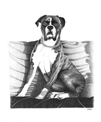 Pet Portraits