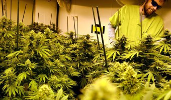 Medical Cannabis