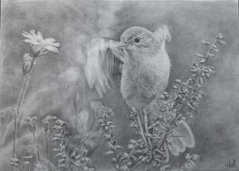 Nature drawings