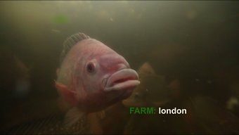Farm London