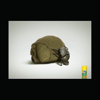 Dung Beetle