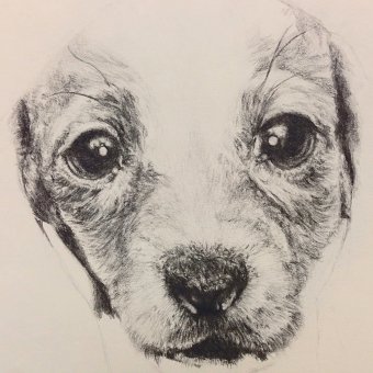 Fine Art animal drawings