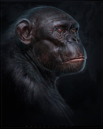 PRIMATES