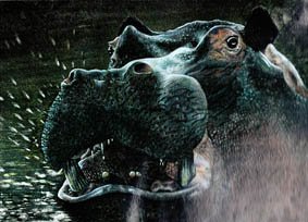 Illustration and multimedia imagery