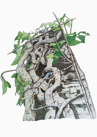 Climbing Ivy