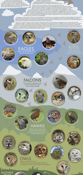 Identification Infographic