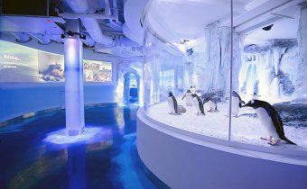 Penguin Point Galleries Sea Life London 2016