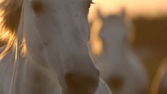 Chloé Horses