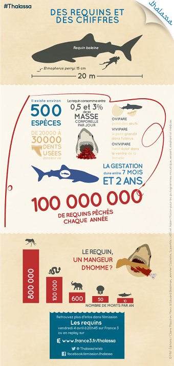 Infographics for the blog of Thalassa