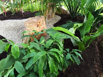 Tropical mushroom garden