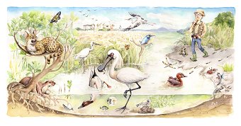 Discovering Biodiversity in Hong Kong Wetland
