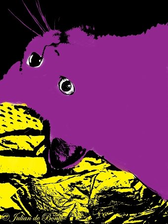Purple adolf