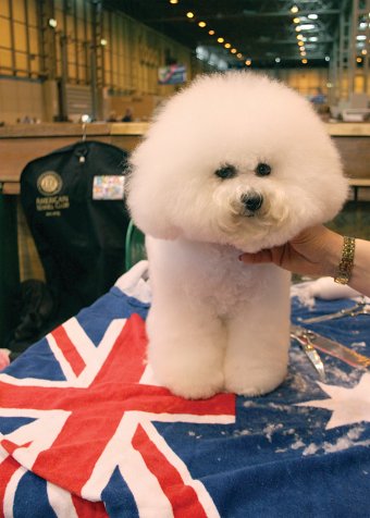 Crufts 2016