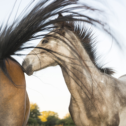 Equine 2