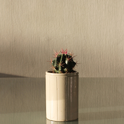 Cacti