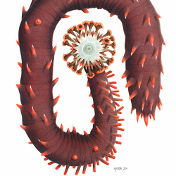 Holothuria roseomaculata