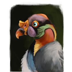 King Vulture