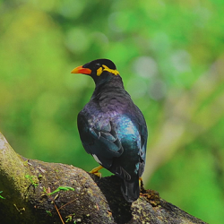 The Hill Mynah