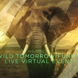 WIld Tomorrow Fund: Virtual Fundraiser Video Intro