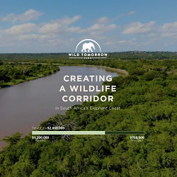 Wild Tomorrow Fund: Elephant Coast Fundraiser Website