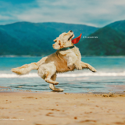Slow Dogs
