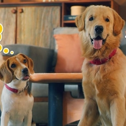 Xiaomi - Pet Day | Director's Cut | The Yellow Shutter