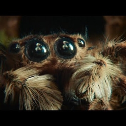The spider and the window