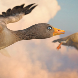 Freederm 'Goose' TVC