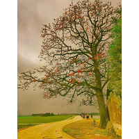 Tran Quoc