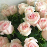 Farheen Farheen