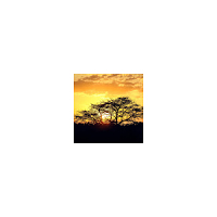 Collins Omondi